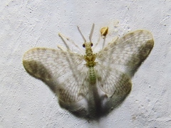 Nallachius americanus