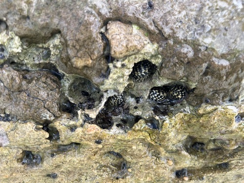 Nerita tessellata