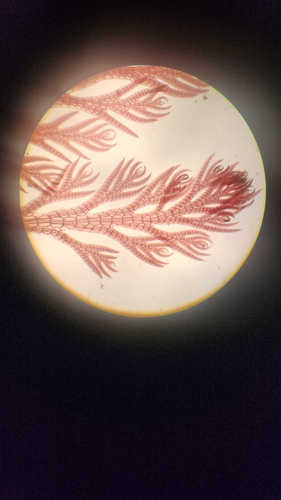 Symphyocladiella dendroidea observed 2026-02-12