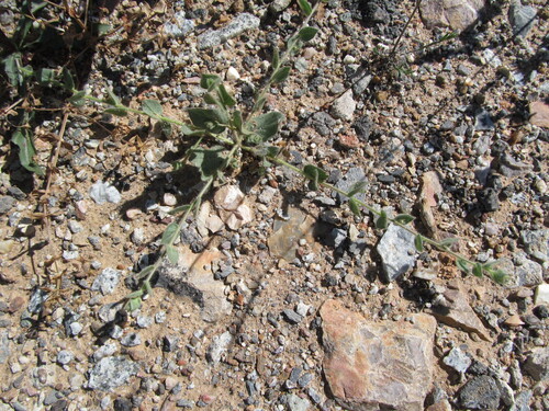 Woolly Fluellen (Kickxia lanigera)