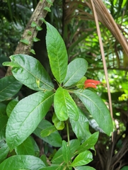 Gesneria ventricosa, photograph author not stated, no rights reserved