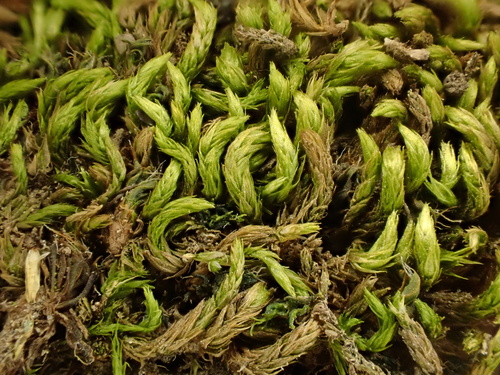 Homalothecium nevadense, 2026-02-12