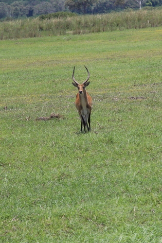Red Lechwe
