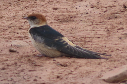 Greater Striped Swallow