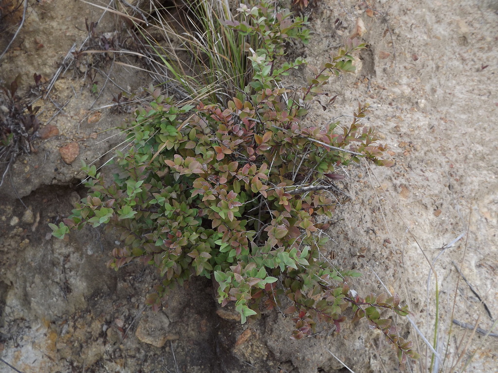 Vaccinium ovatum, San Diego County, CA, USA