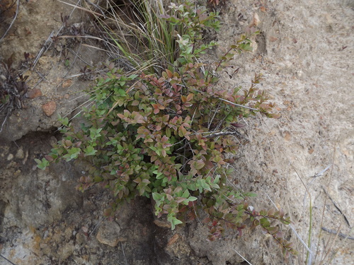 California huckleberry (Vaccinium ovatum)
