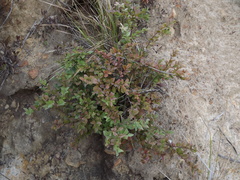 Vaccinium ovatum