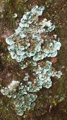 Arrhenieae