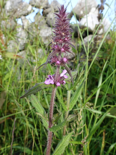 Marsh Hedgenettle (Stachys palustris)