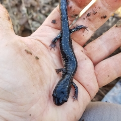 Plethodon glutinosus