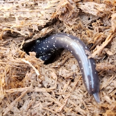 Plethodon glutinosus