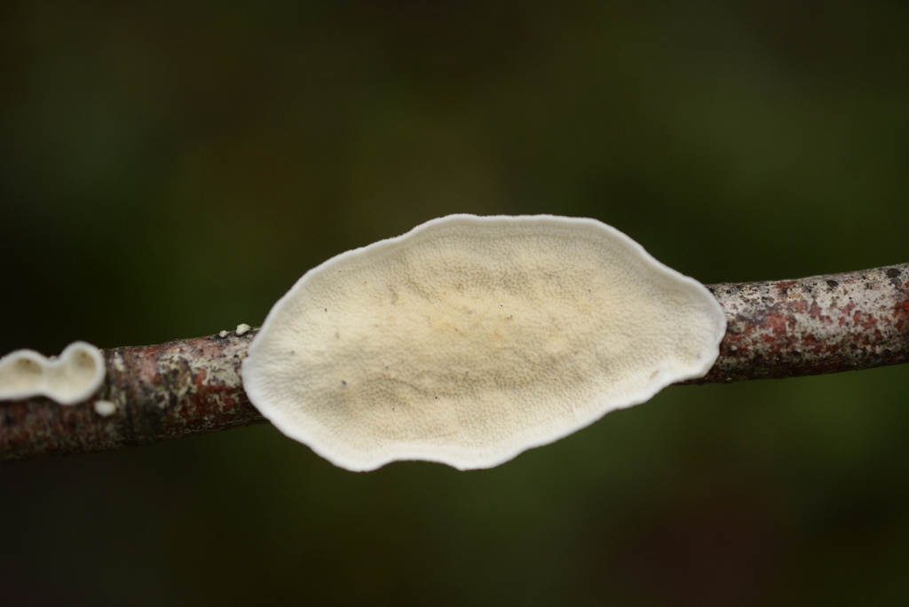 Byssomerulius corium · February 2026 · photo: © cryptomarasmius (iNaturalist, cc-by)