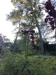 Pyracantha koidzumii