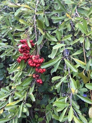 Pyracantha koidzumii