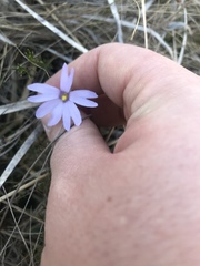 Pinguicula planifolia