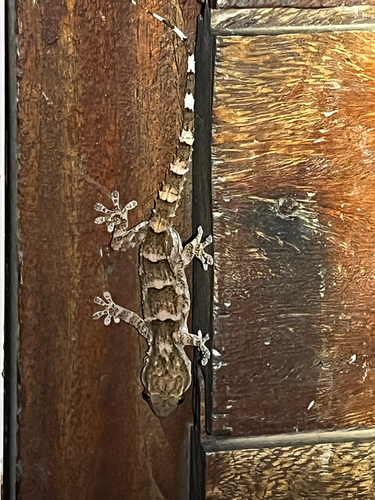 Senegambian Wall Gecko