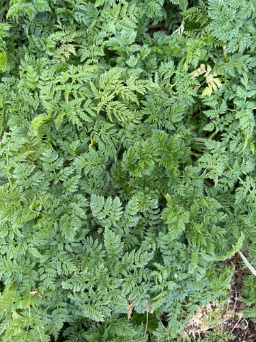 poison hemlock