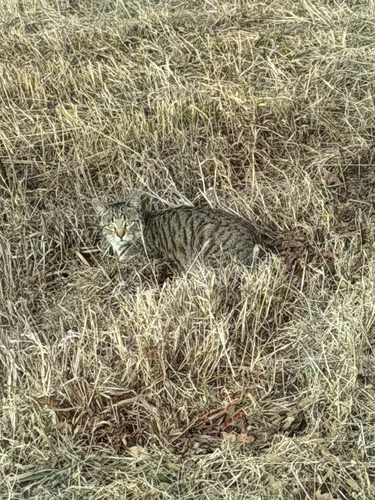 Domestic Cat