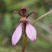 Eriochilus magenteus - Photo (c) 
KenT, some rights reserved (CC BY)