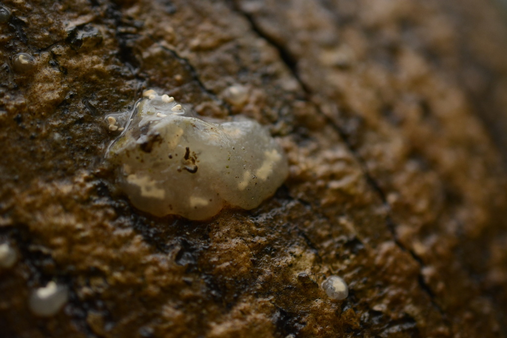 Myxarium nucleatum · February 2026 · photo: © cryptomarasmius (iNaturalist, cc-by)