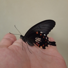 Papilio polytes