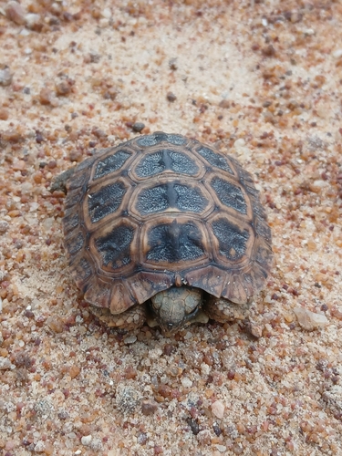 Speke's Hinge-back Tortoise