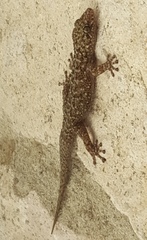 Phyllodactylus tuberculosus