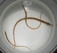 Syngnathus fuscus