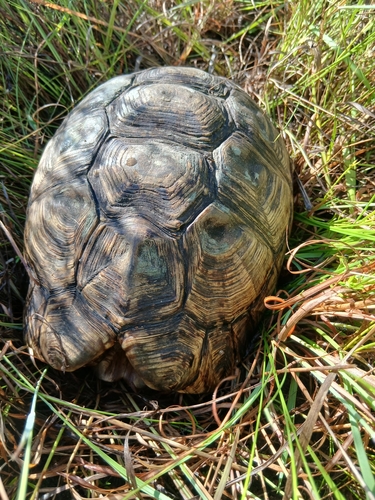 Leopard Tortoise