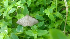 Lepidoptera