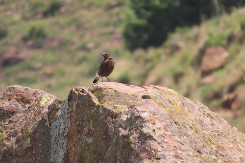 Southern Mountain Wheatear