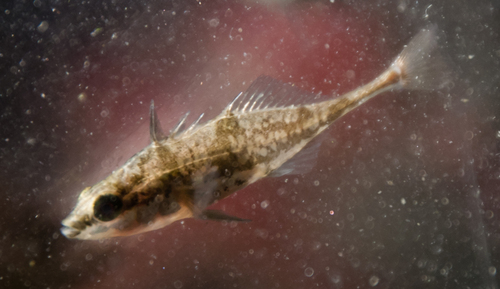 Fourspine Stickleback