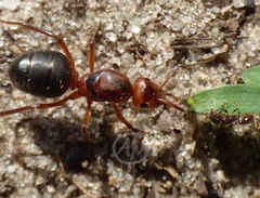 Formica truncorum