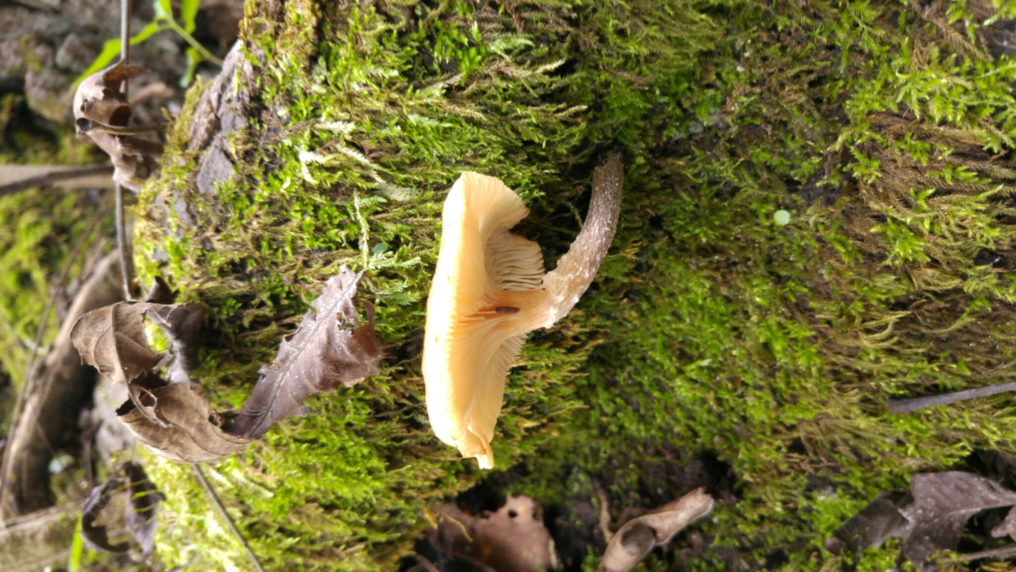 Armillaria puiggarii image