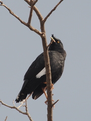 Acridotheres cristatellus