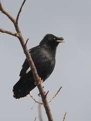 Acridotheres cristatellus