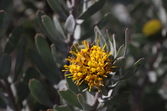 Leucospermum rodolentum, photograph (c) Tony Rebelo, some rights reserved (CC BY-SA)