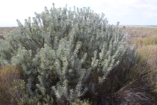 Sandveld Pincushion (Leucospermum rodolentum)