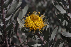 Leucospermum rodolentum, photograph (c) Tony Rebelo, some rights reserved (CC BY-SA)