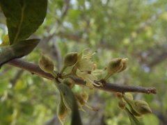 Sideroxylon occidentale