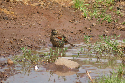 Lesotho Cape Bunting