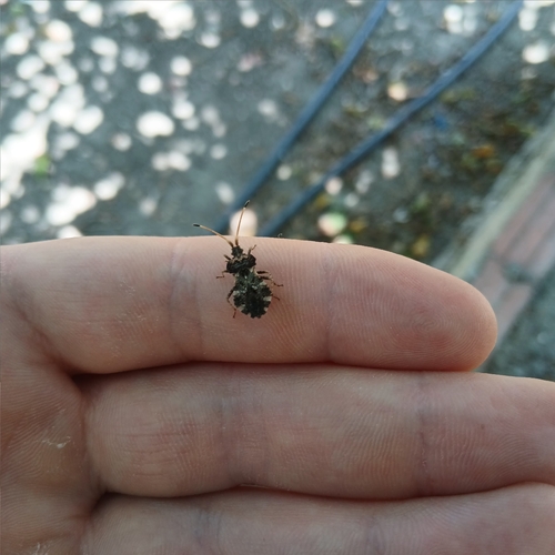 Centrocoris variegatus