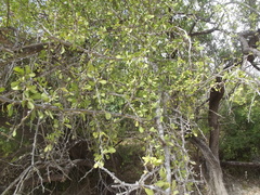 Sideroxylon occidentale