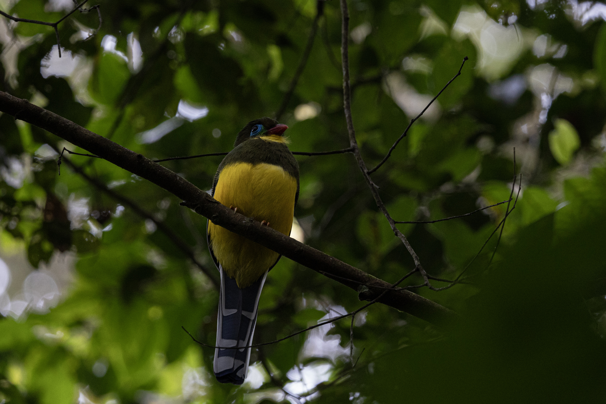Sumatran Trogon (Apalharpactes mackloti), photo 8