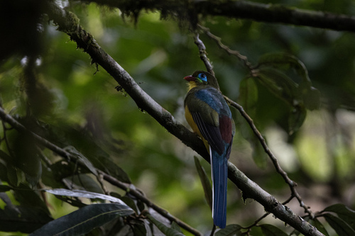 Sumatran Trogon (Apalharpactes mackloti), photo 9