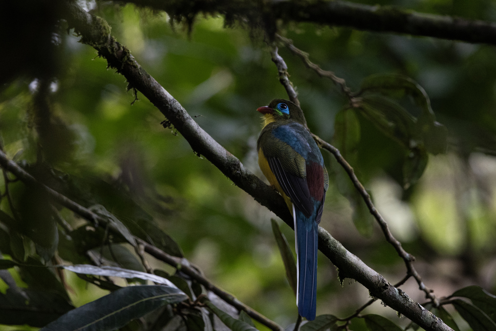 Sumatran Trogon (Apalharpactes mackloti), photo 9
