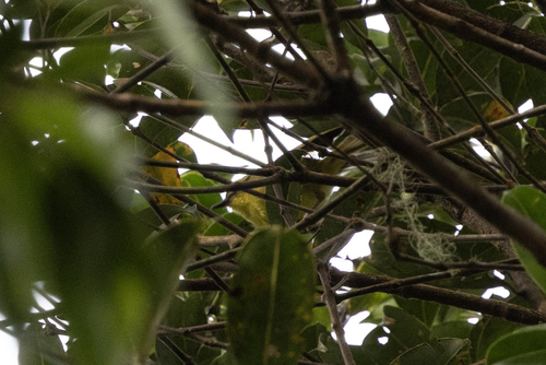 Mountain Leaf Warbler (Phylloscopus trivirgatus), photo 2