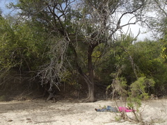 Sideroxylon occidentale