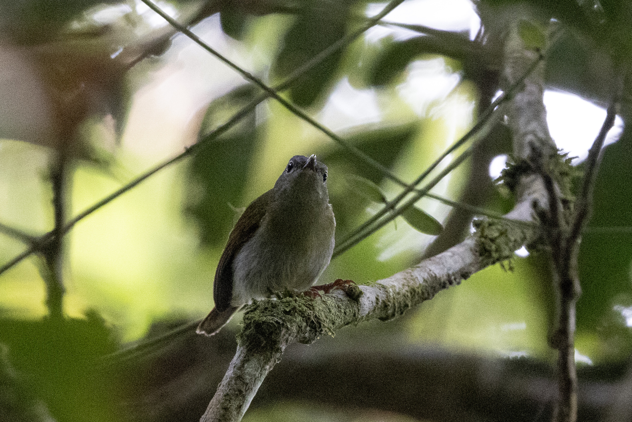 Temminck's Sunbird (Aethopyga temminckii), photo 2