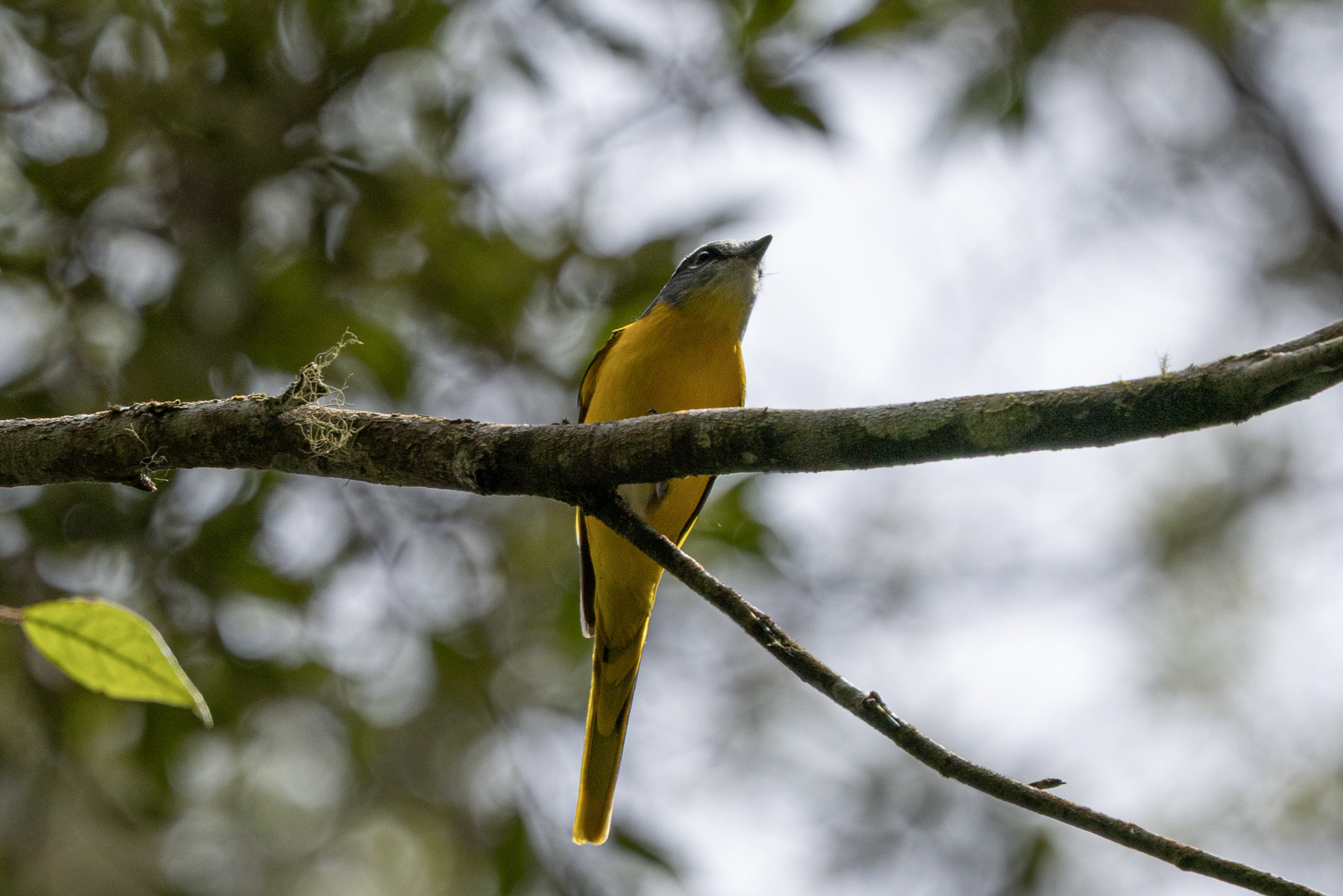 Grey-chinned Minivet (Pericrocotus solaris), photo 2